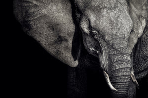 poster-print-the-matriarch
