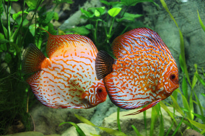 poster-print-2-fish