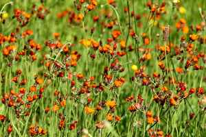 framedcanvas-print-hawkweeds