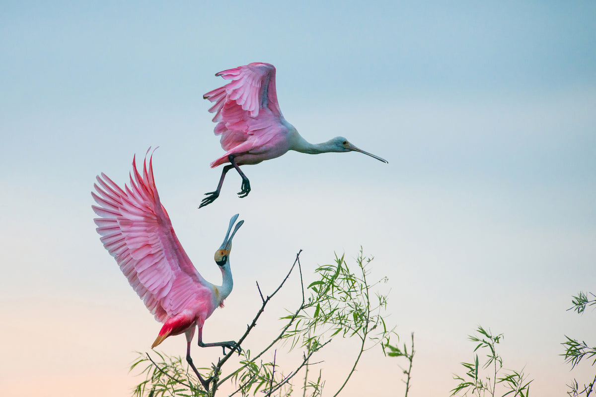 acrylic-print-rosy-pair