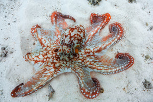 framedposter-print-octopus-a