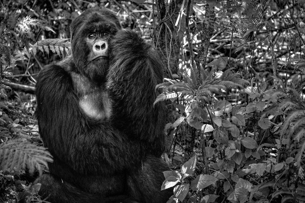 framedcanvas-print-kwitonda-silverback