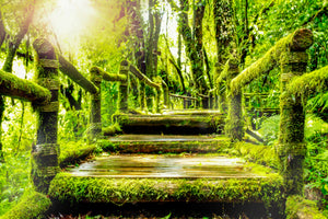 acrylic-print-moss