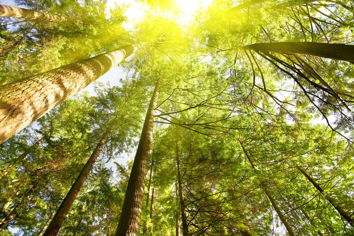 poster-print-treetops-in-the-sun