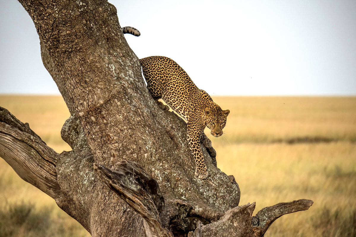 modern-3-piece-aluminium-print-leopard-serengheti-tanzania