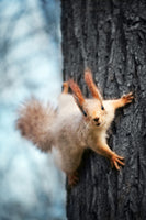 framedposter-print-the-squirrel