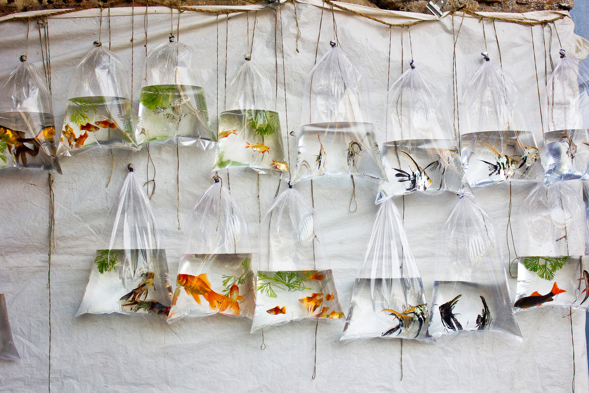 acrylic-print-the-wall-of-fish