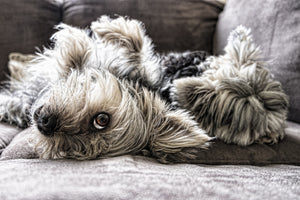 aluminium-print-2-cute-dogs