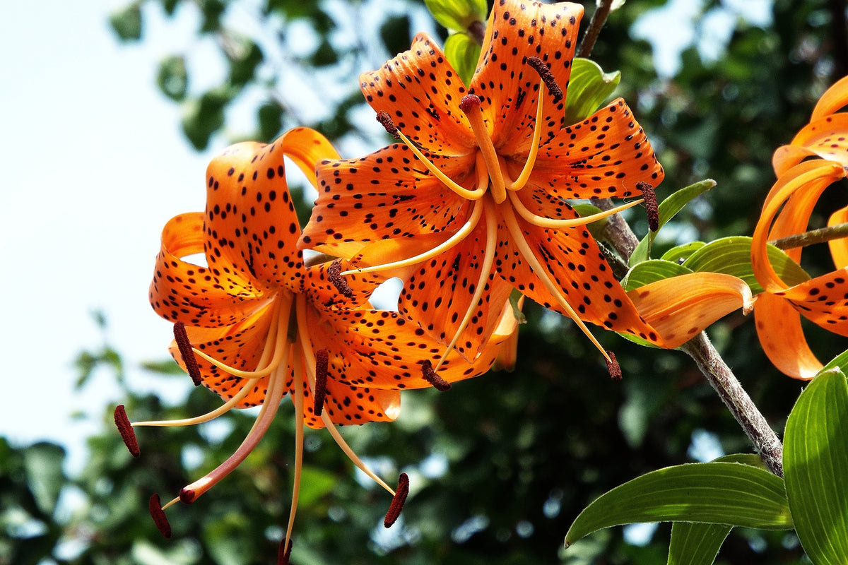 3-piece-canvas-print-the-wild-tiger-lilies