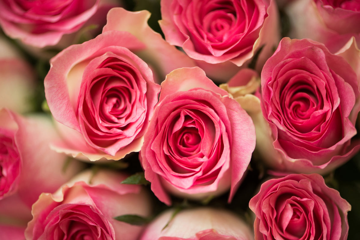 modern-3-piece-canvas-print-rose-love