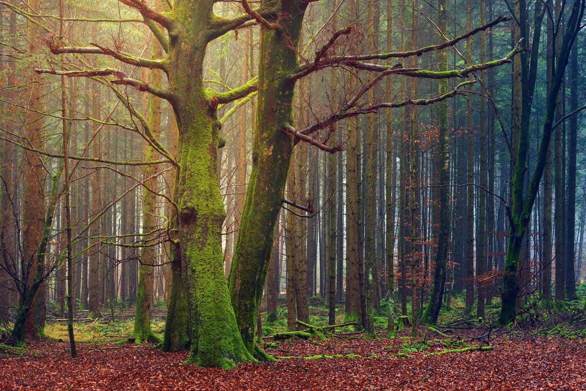 acrylic-print-alone-in-the-woods