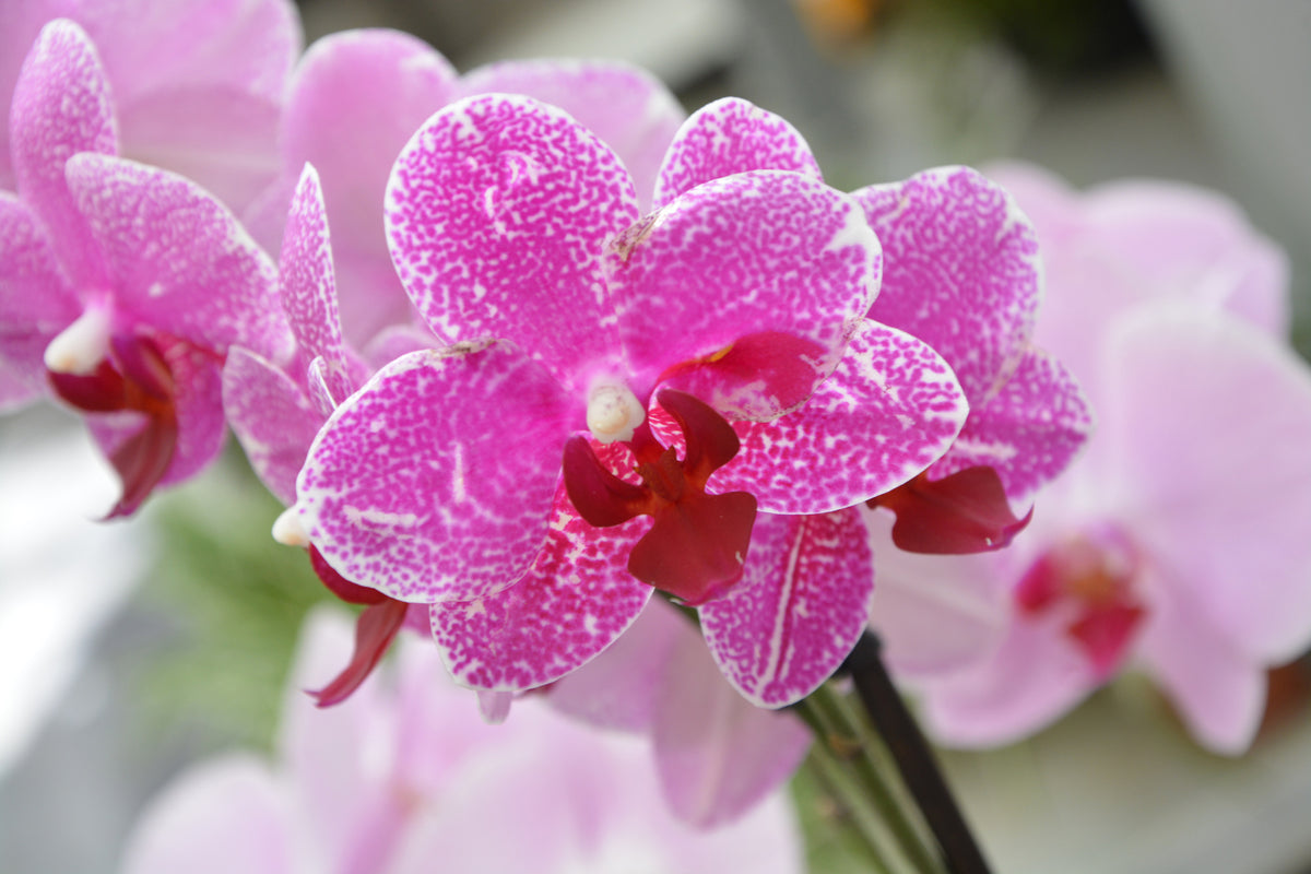 framedposter-print-purple-orchids-in-bloom