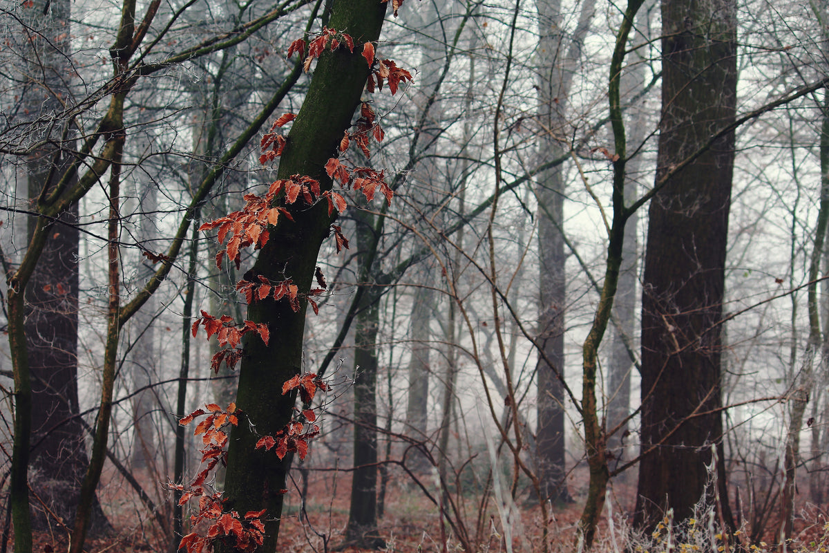 framedposter-print-autumn-winter