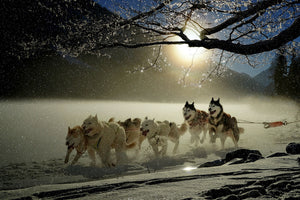 acrylic-print-huskies