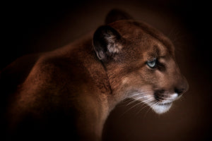 aluminium-print-puma
