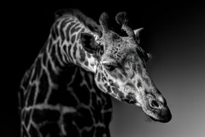 framedposter-print-giraffe-x