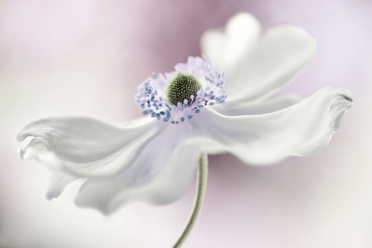 framedposter-print-anemone-breeze