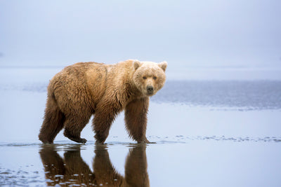 poster-print-the-bear-walk-x