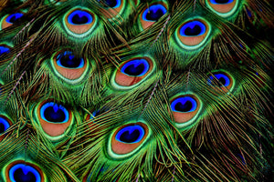 modern-3-piece-acrylic-print-peacock-feathers-xxl