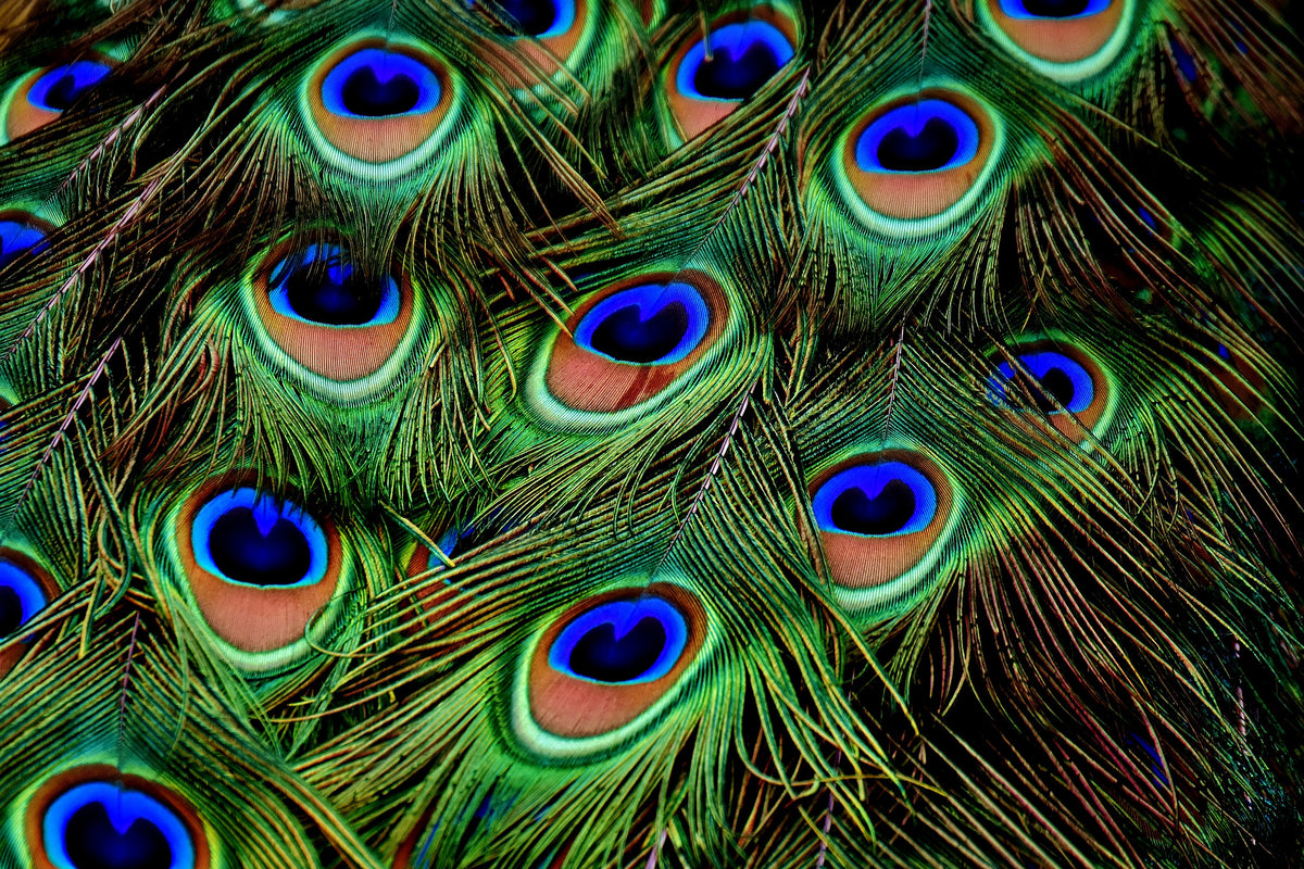 modern-3-piece-acrylic-print-peacock-feathers-xxl
