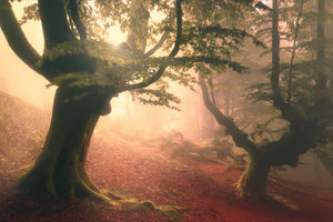 acrylic-print-fangorn-forest-x
