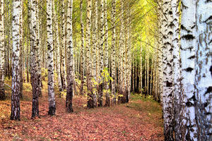 poster-print-the-path-between-birches