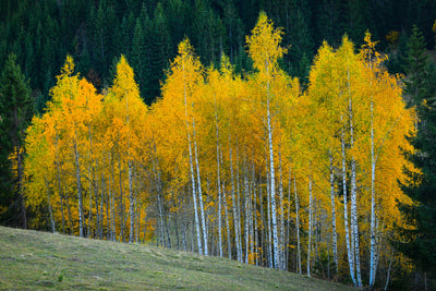 poster-print-autumn-xfp
