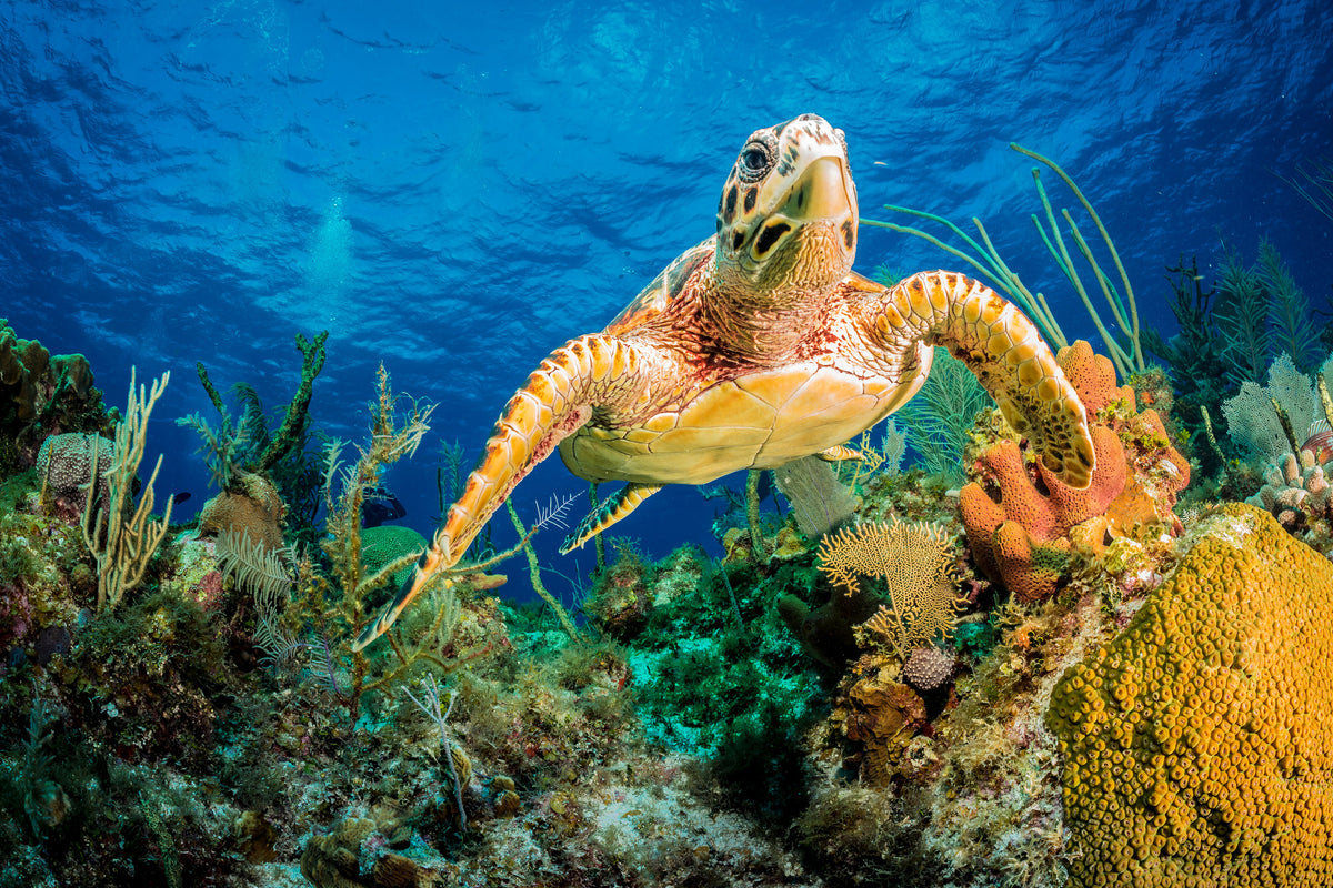 3-piece-acrylic-print-turtle-in-the-reef
