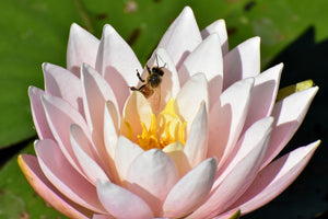 3-piece-canvas-print-the-bee-on-the-water-lily