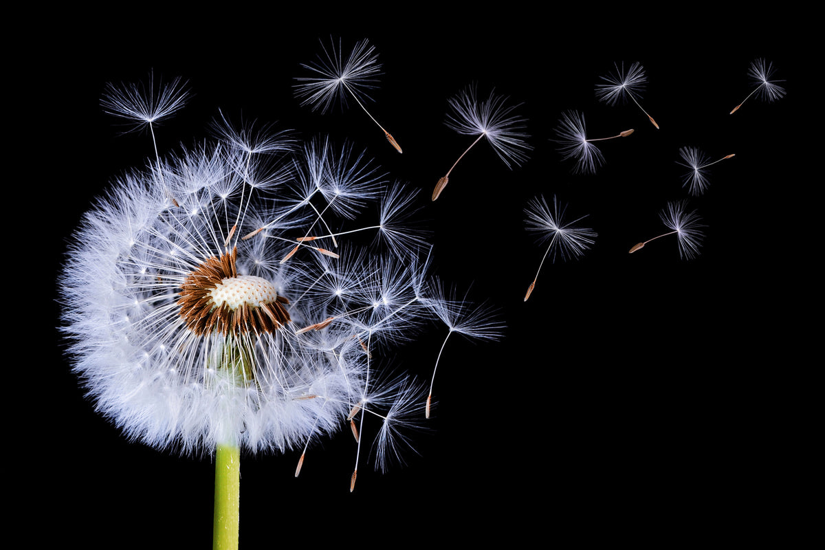 canvas-print-dandelion-blowing