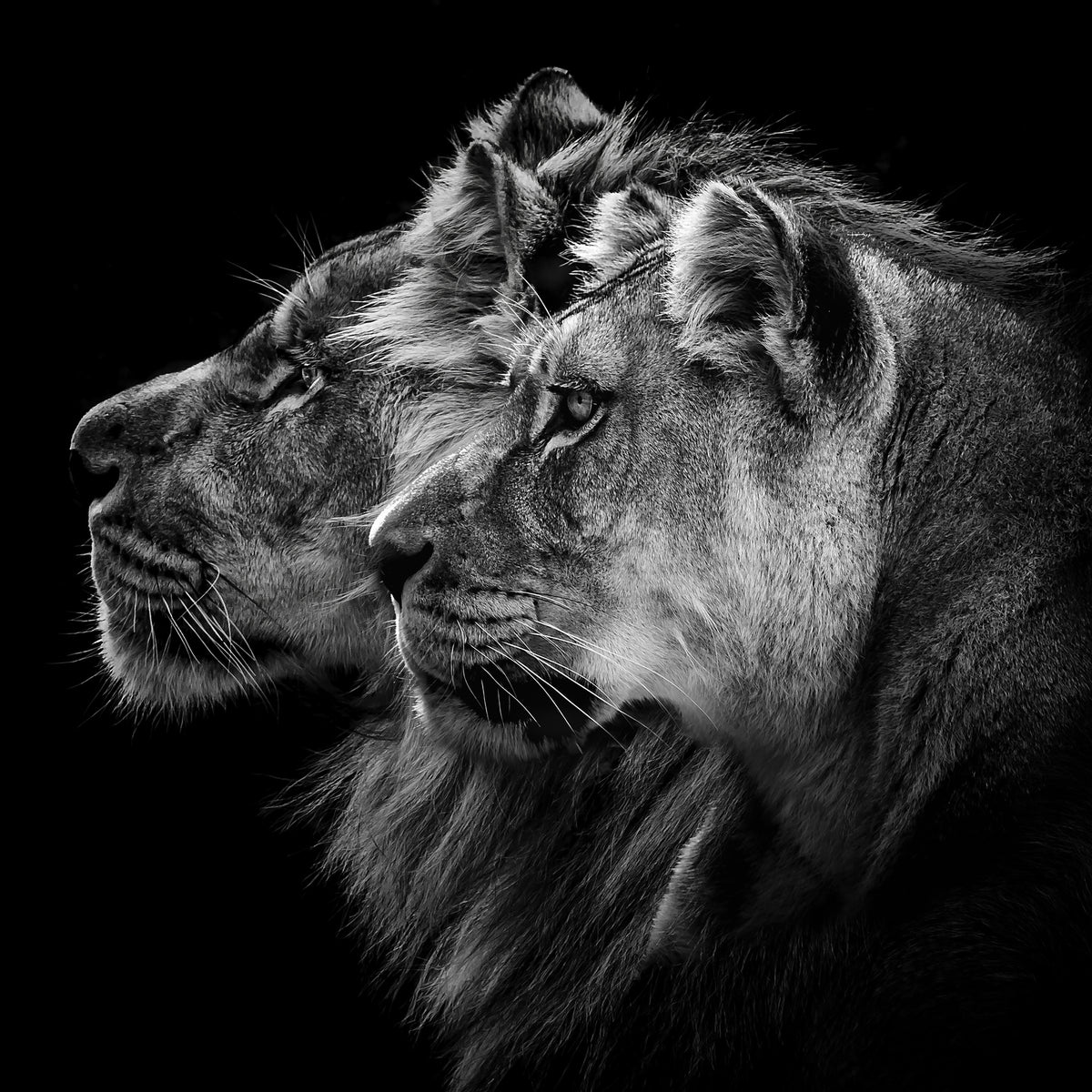 4-piece-acrylic-print-lion-and-lioness-portrait