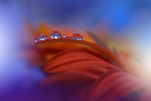canvas-print-metamorphosis