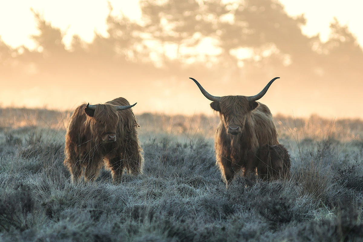 framedcanvas-print-three-highlanders-x