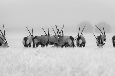 poster-print-oryx-in-the-rain-x