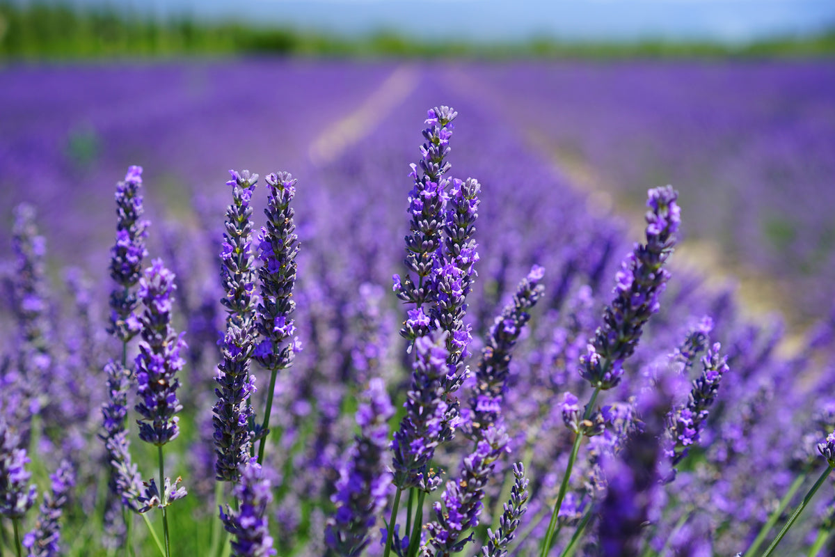 3-piece-canvas-print-the-lavender-flowers