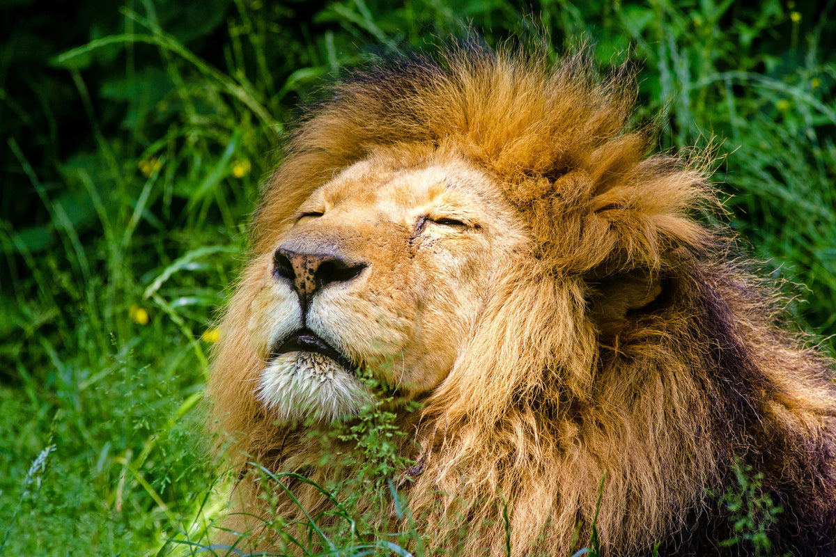 aluminium-print-sleeping-lion
