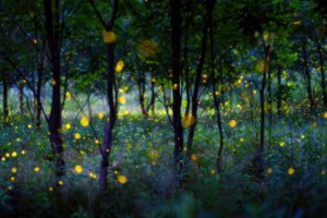 poster-print-magic-fireflies-x