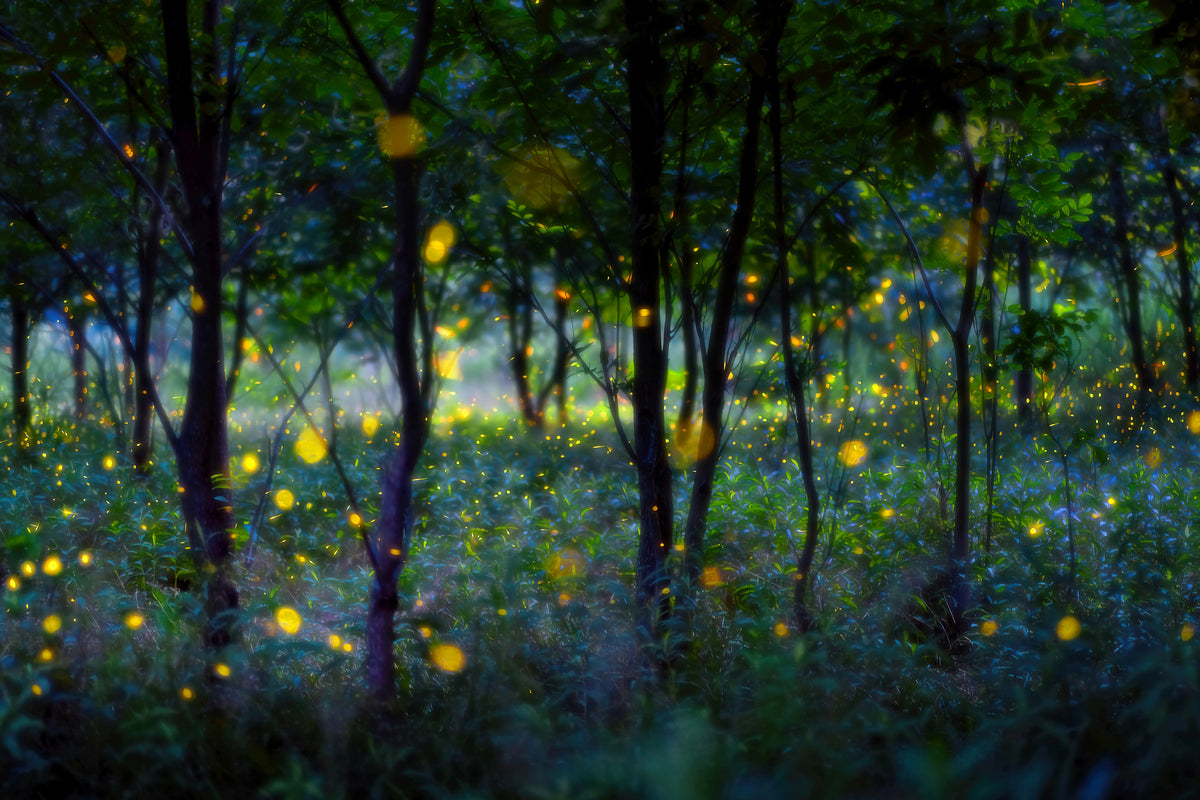 poster-print-magic-fireflies-x