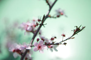 3-piece-acrylic-print-beautiful-japanese-cherry-blossom