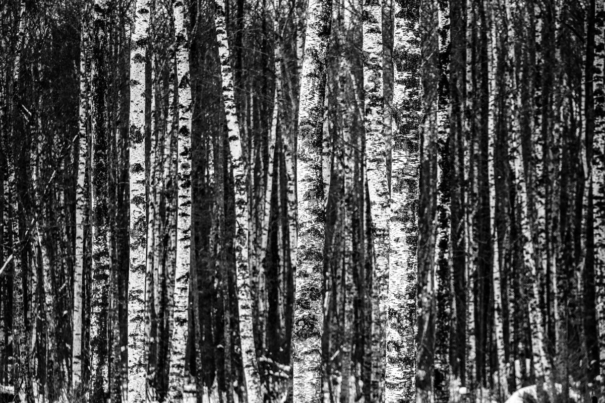 poster-print-many-birches-xl