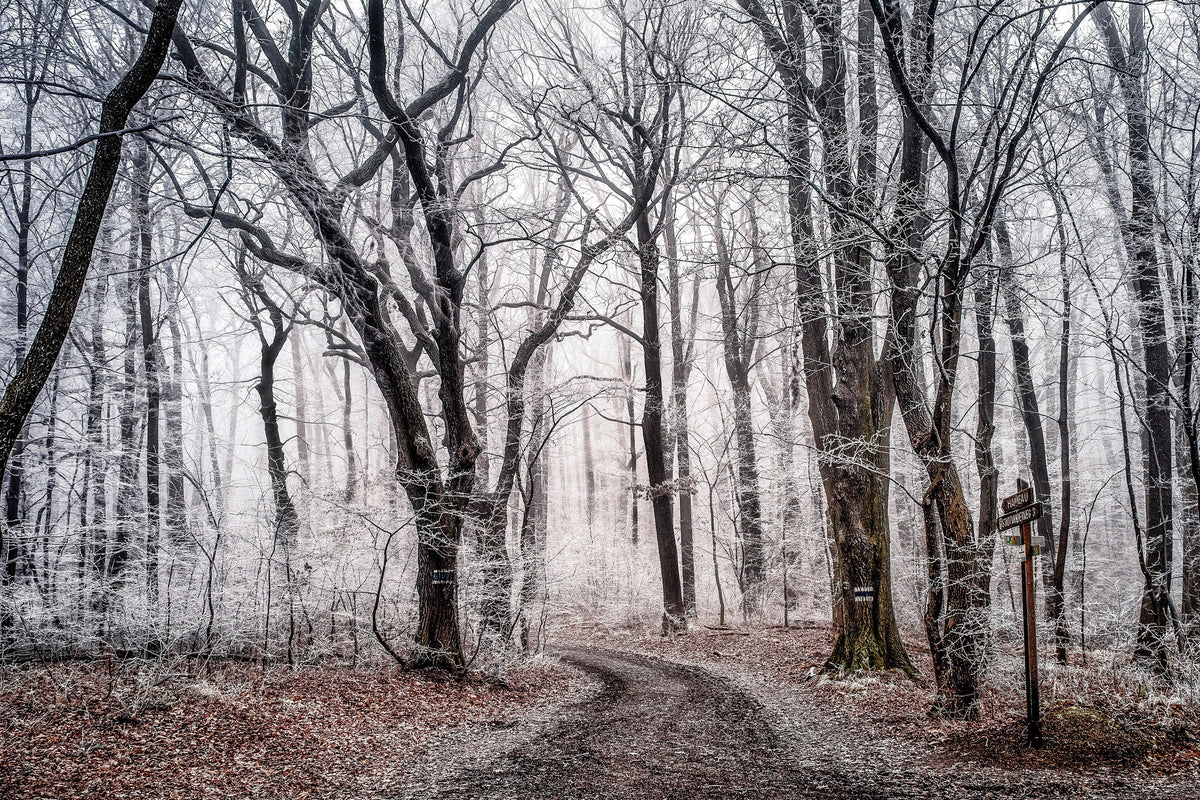 3-piece-acrylic-print-wintry-forest