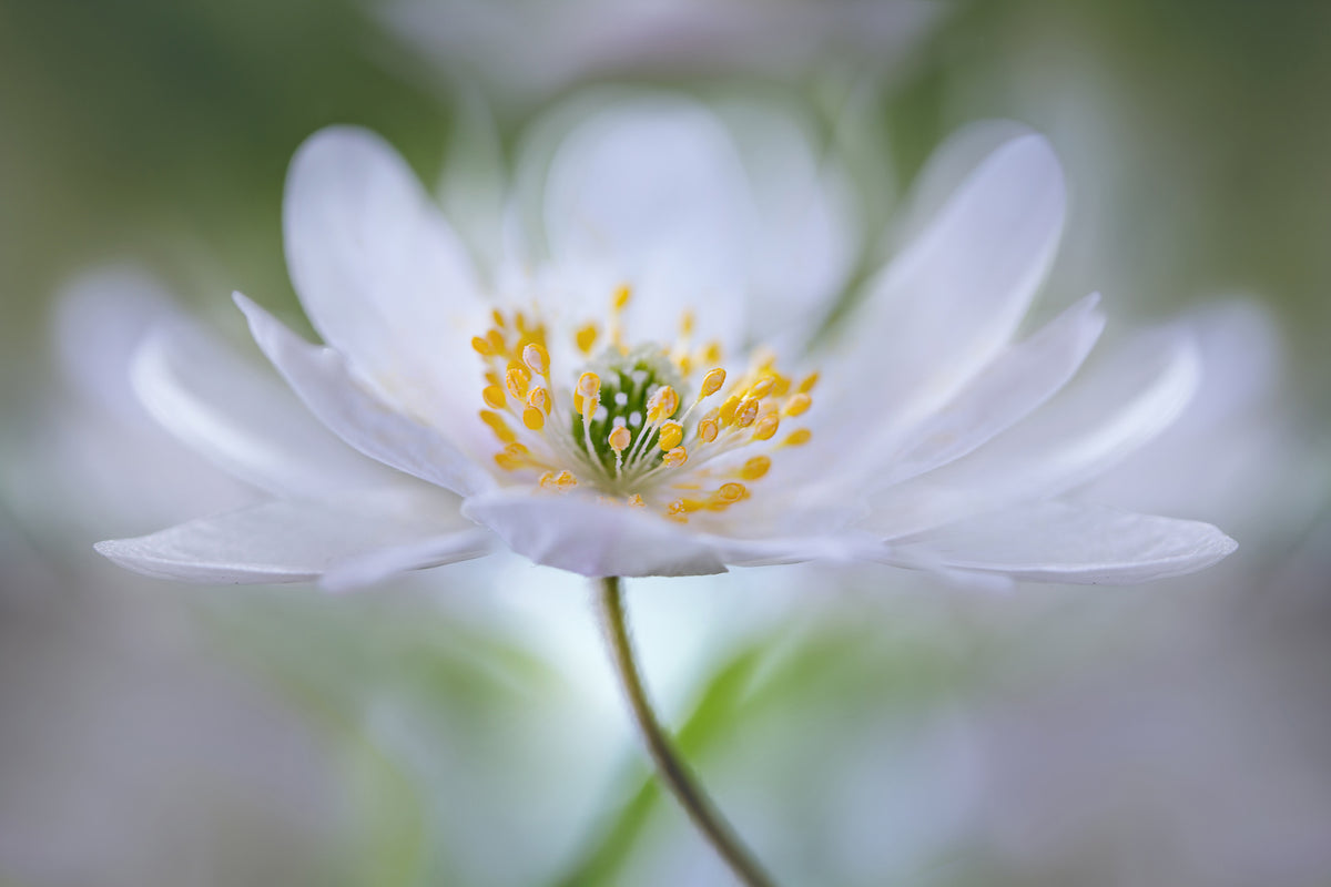acrylic-print-nemorosa-nirvana