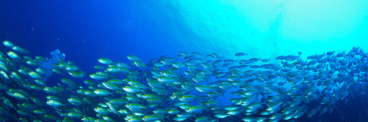 panoramic-aluminium-print-shoal-of-fish-panorama