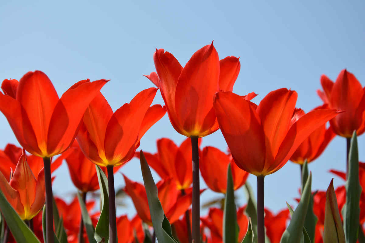 canvas-print-red-tulips-xl