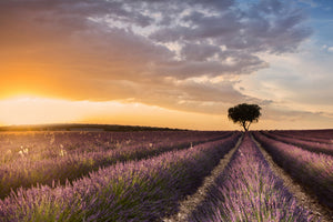 poster-print-destination-lavender-x