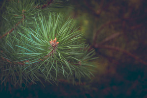 modern-3-piece-aluminium-print-pine-tree-close-up