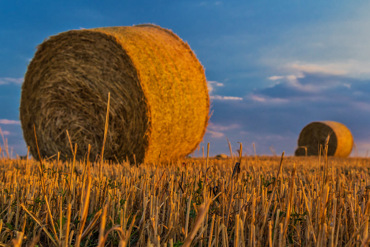 acrylic-print-straw-bales