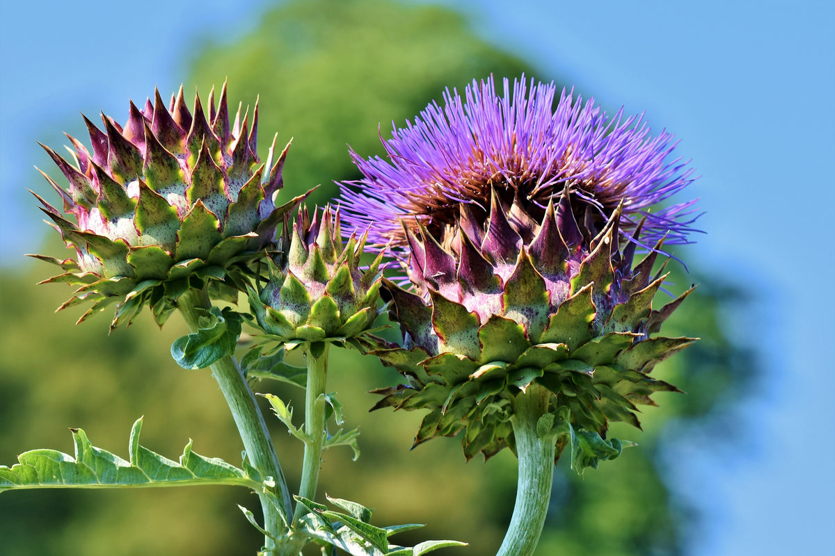 3-piece-acrylic-print-the-artichoke-xl
