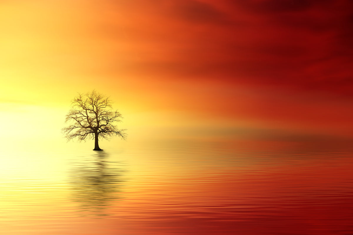 3-piece-acrylic-print-the-tree-in-the-water