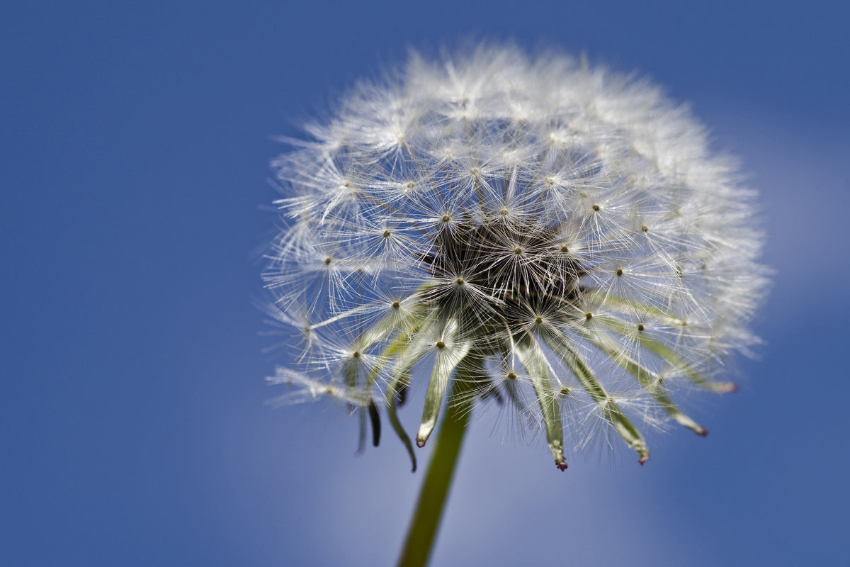 framedposter-print-the-dandelion-in-xxl